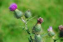 Ysgall / Thistle