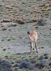 guanaco